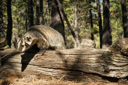 Animal badger HD Desktop Wallpaper | Background Image