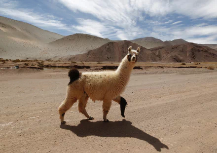 HD PC desktop wallpaper showing a llama standing on a dirt road with mountains and a partly cloudy sky in the background.