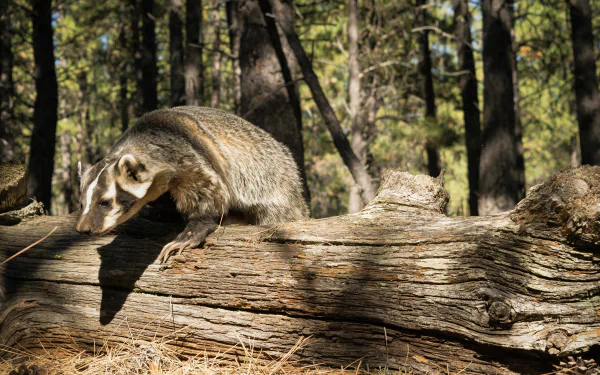 Animal badger HD Desktop Wallpaper | Background Image