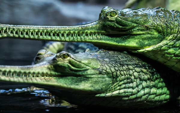 Animal gharial HD Desktop Wallpaper | Background Image