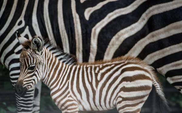 Young zebra foal against an adult's bold black-and-white stripes; 4K Ultra HD PC desktop wallpaper and background.