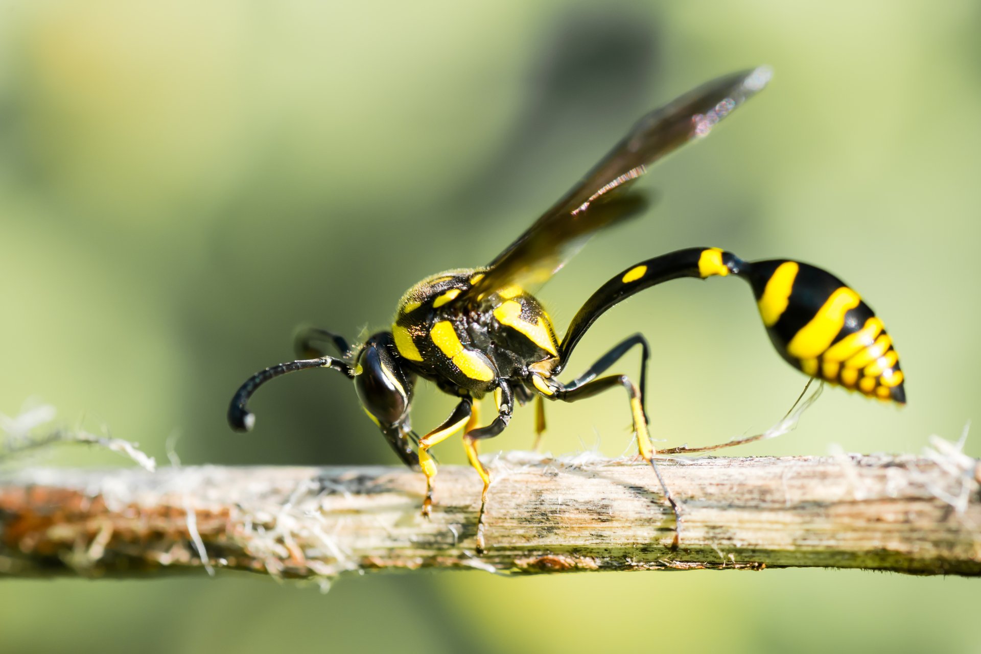 Wasp 5k Retina Ultra HD Wallpaper and Background Image | 5294x3533 | ID ...