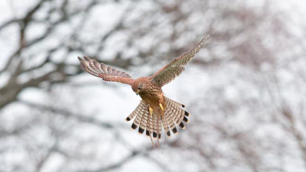 A kestrel bird in mid-flight with wings spread wide against a soft, blurred natural background, captured in high definition for a desktop wallpaper.