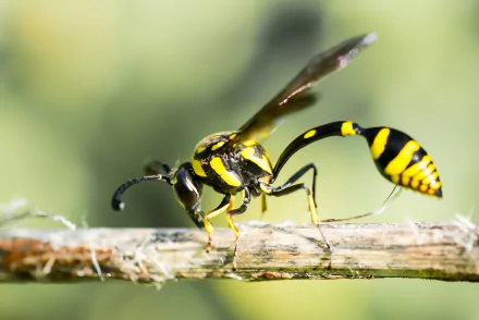 Animal wasp HD Desktop Wallpaper | Background Image