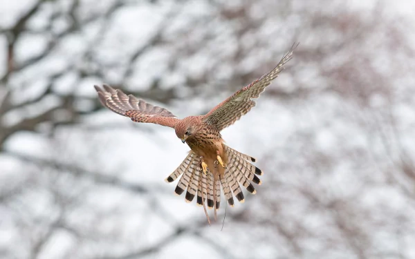 A kestrel bird in mid-flight with wings spread wide against a soft, blurred natural background, captured in high definition for a desktop wallpaper.