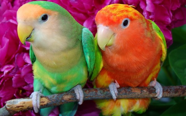 Animal Lovebird Birds Parrots HD Wallpaper | Background Image