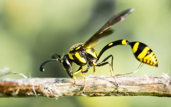 Animal wasp HD Desktop Wallpaper | Background Image