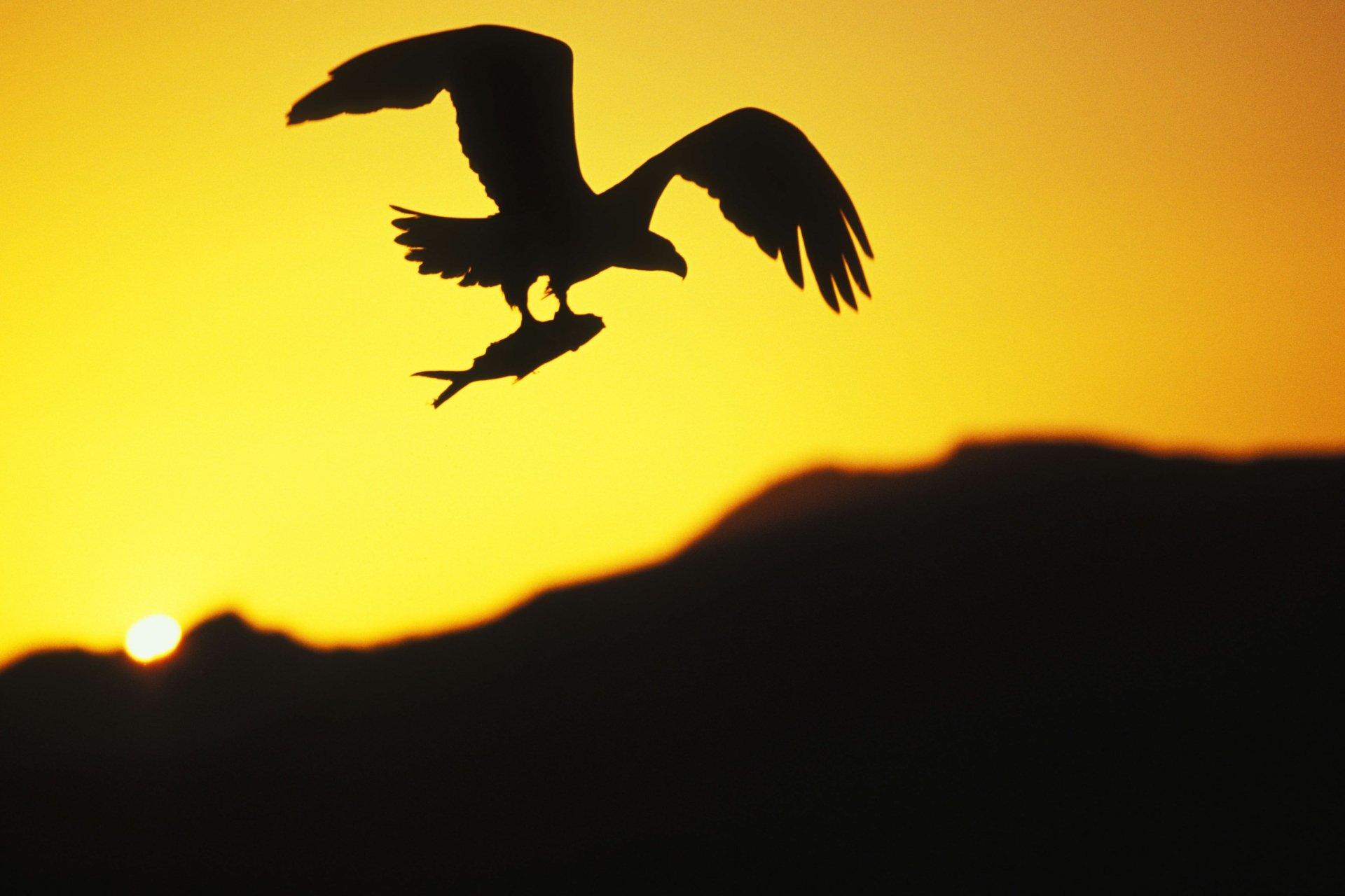 Silhouette of a bald eagle carrying a fish against a golden sunset — 4K Ultra HD PC desktop wallpaper.