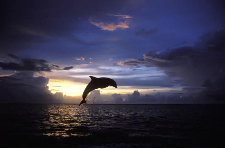 A dolphin leaps gracefully above the shimmering ocean at sunset, set against a dramatic sky, creating a stunning 4K Ultra HD desktop wallpaper and background.