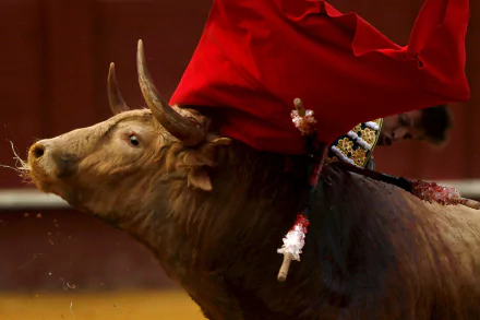 Bullfighting Sports HD Desktop Wallpaper | Background Image