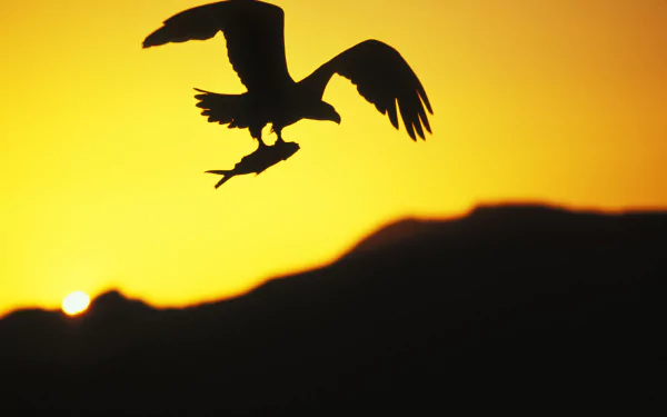 Silhouette of a bald eagle carrying a fish against a golden sunset — 4K Ultra HD PC desktop wallpaper.