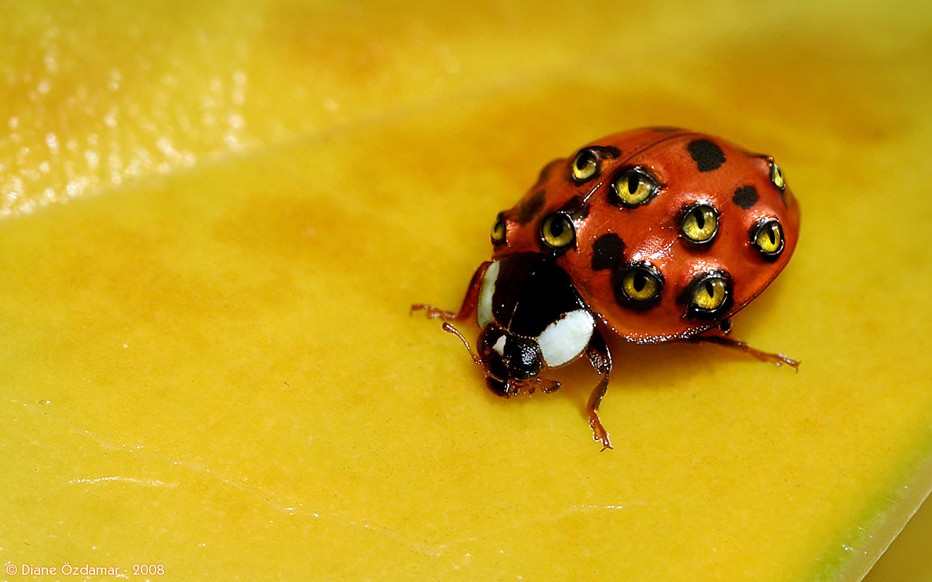 Weird Ladybug With Eyes by Diane Özdamar