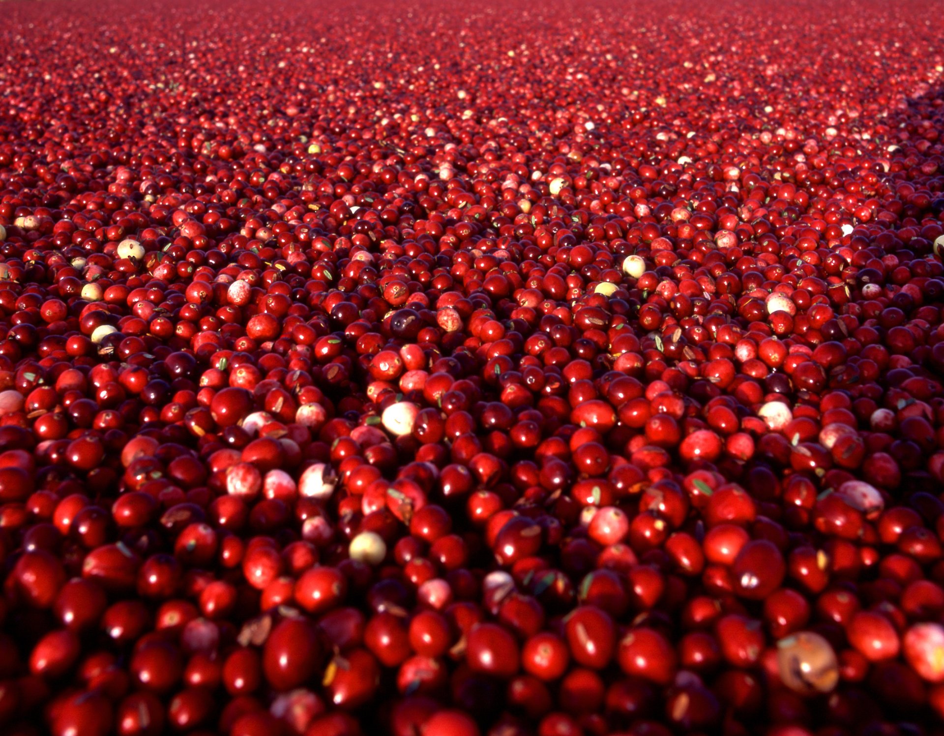 HD PC desktop wallpaper and background showing a close-up sea of glossy red cranberries filling the frame, a vivid food-themed texture.
