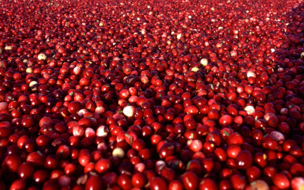food cranberry HD Desktop Wallpaper | Background Image