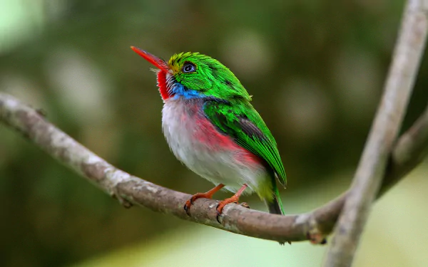 Vibrant Cuban tody, a small tropical animal and bird, perched on a branch with bright green, red and white plumage — detailed 4K Ultra HD PC desktop wallpaper background.