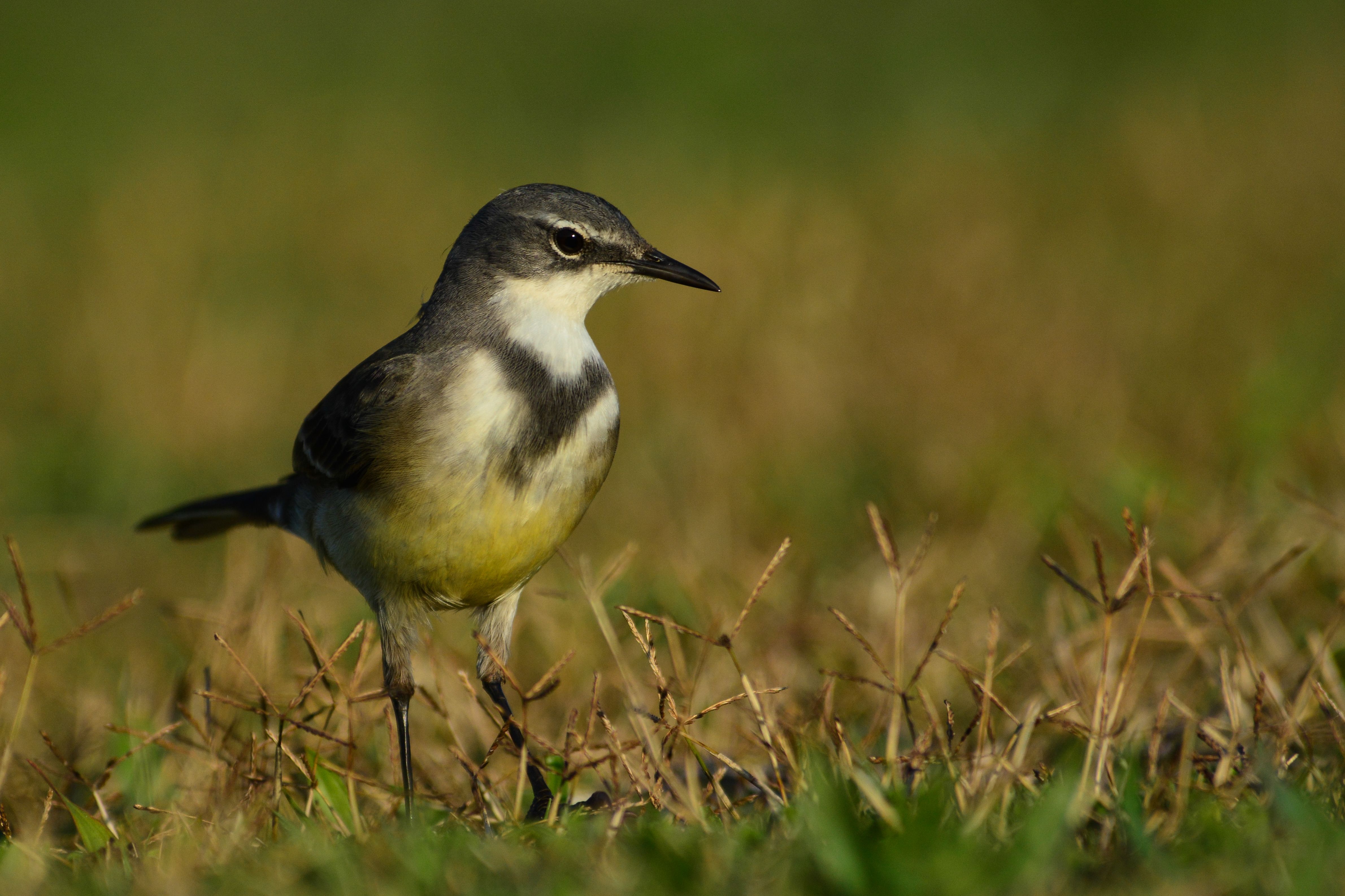 Animal Wagtail HD Wallpaper | Background Image