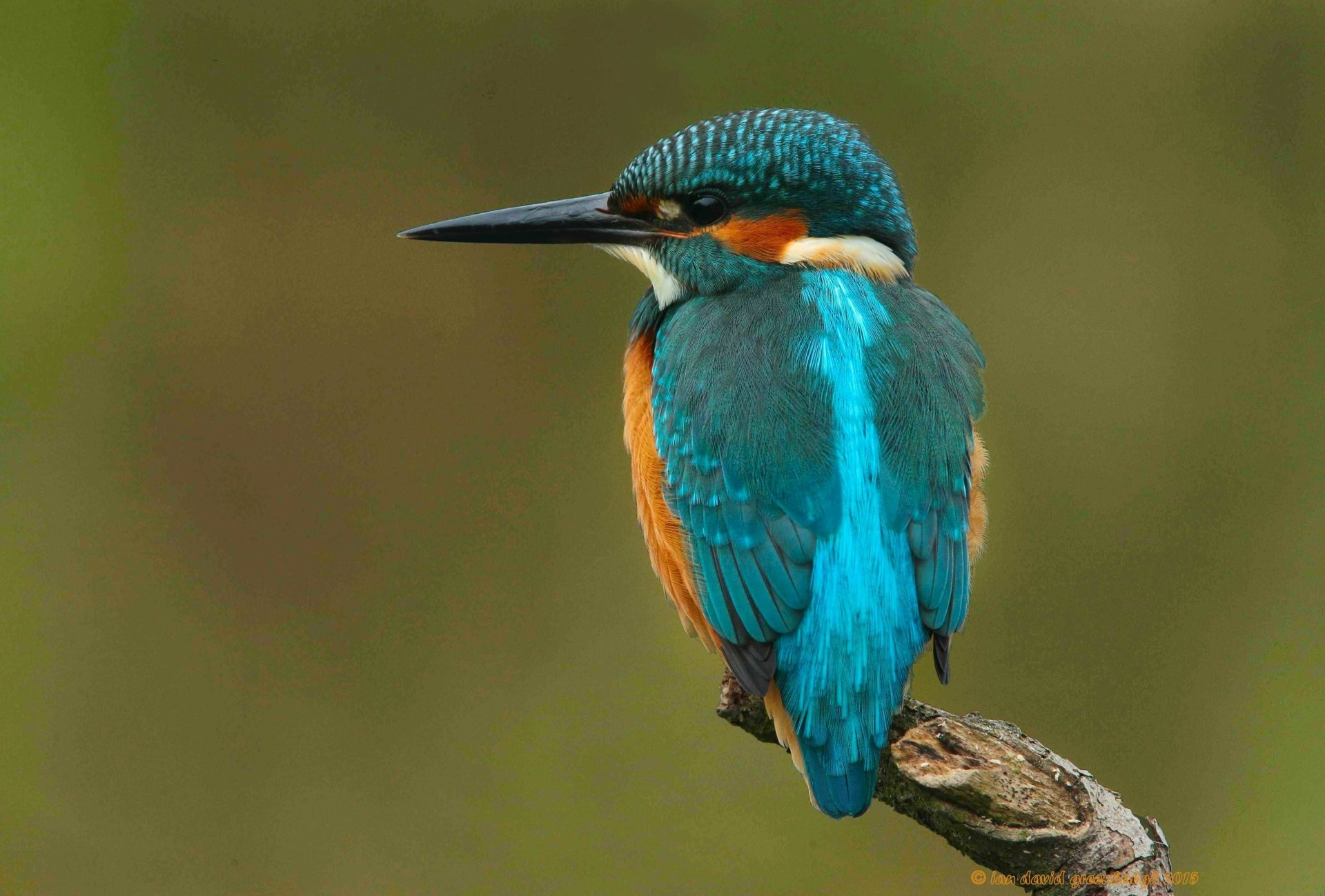 Kingfisher Wallpaper Hd 1080P - Food Affair