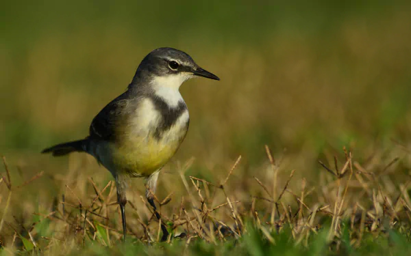  Cape Wagtail