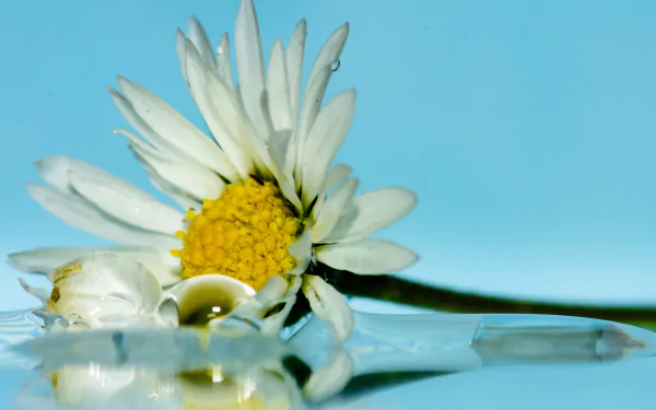 nature daisy HD Desktop Wallpaper | Background Image