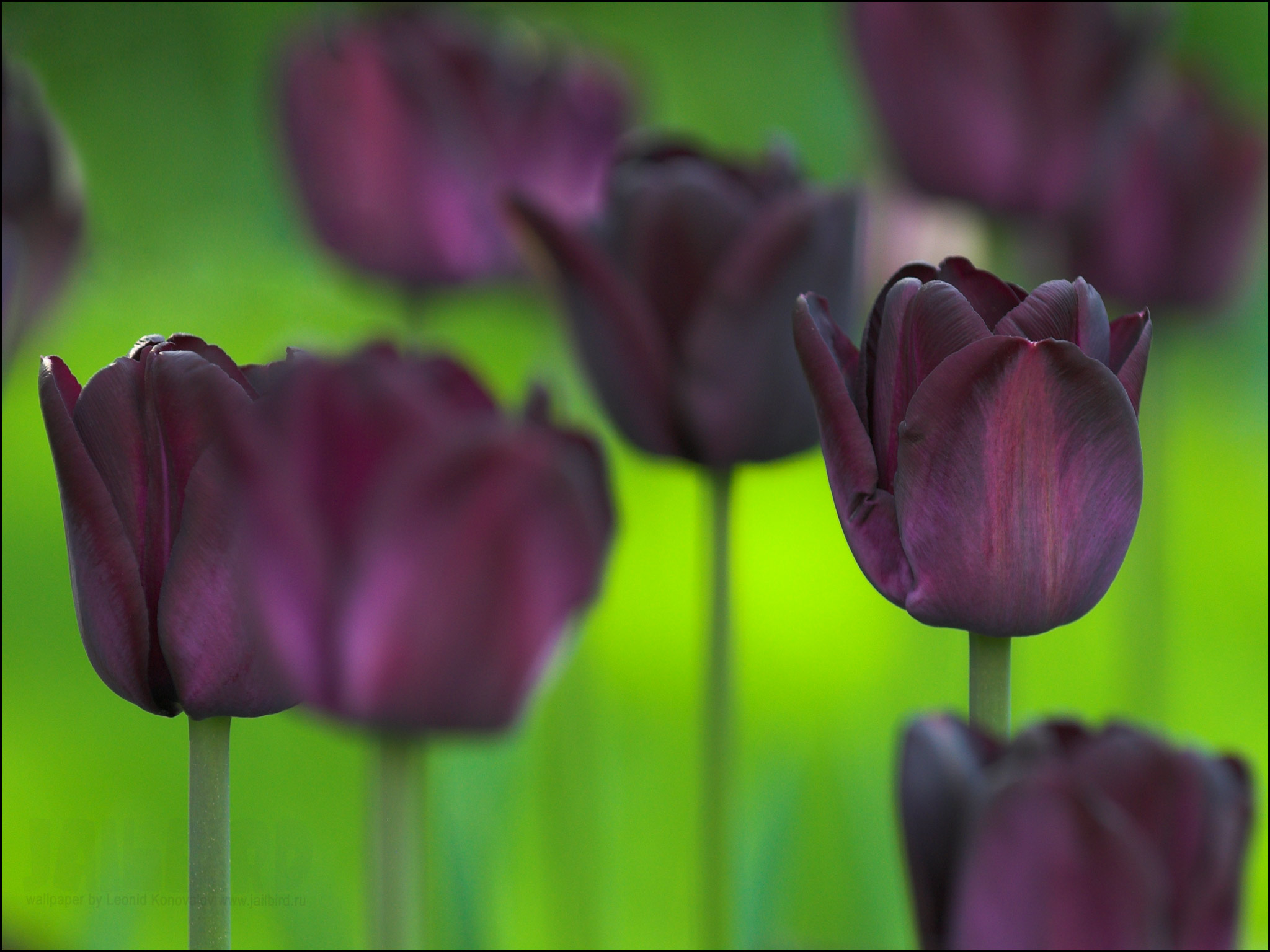 Tulip HD Wallpaper