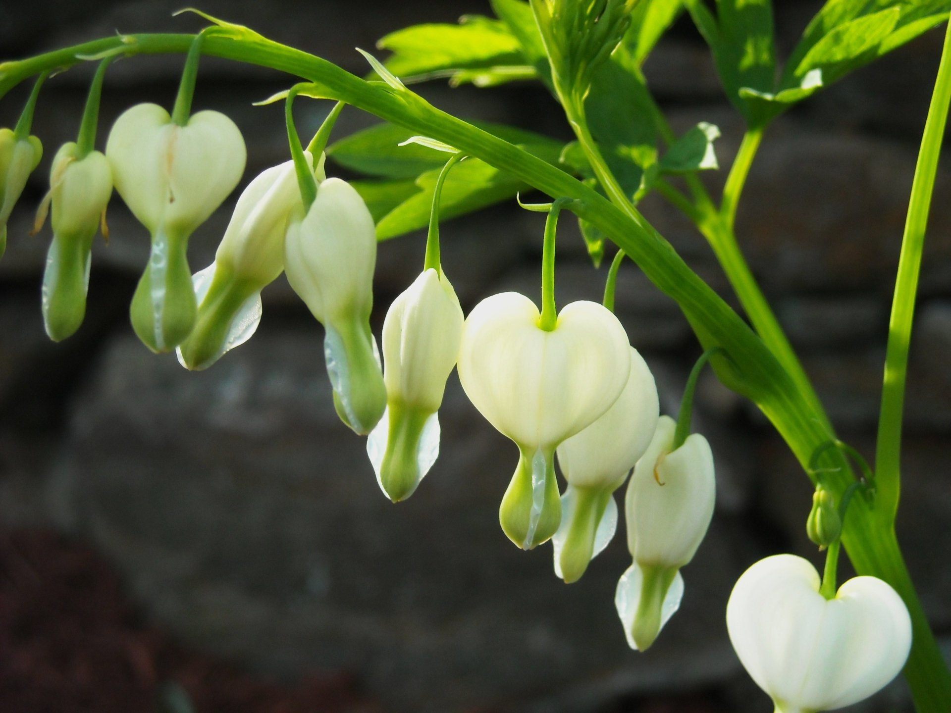 HD desktop wallpaper featuring delicate white bleeding heart flowers hanging from green stems against a blurred natural background.