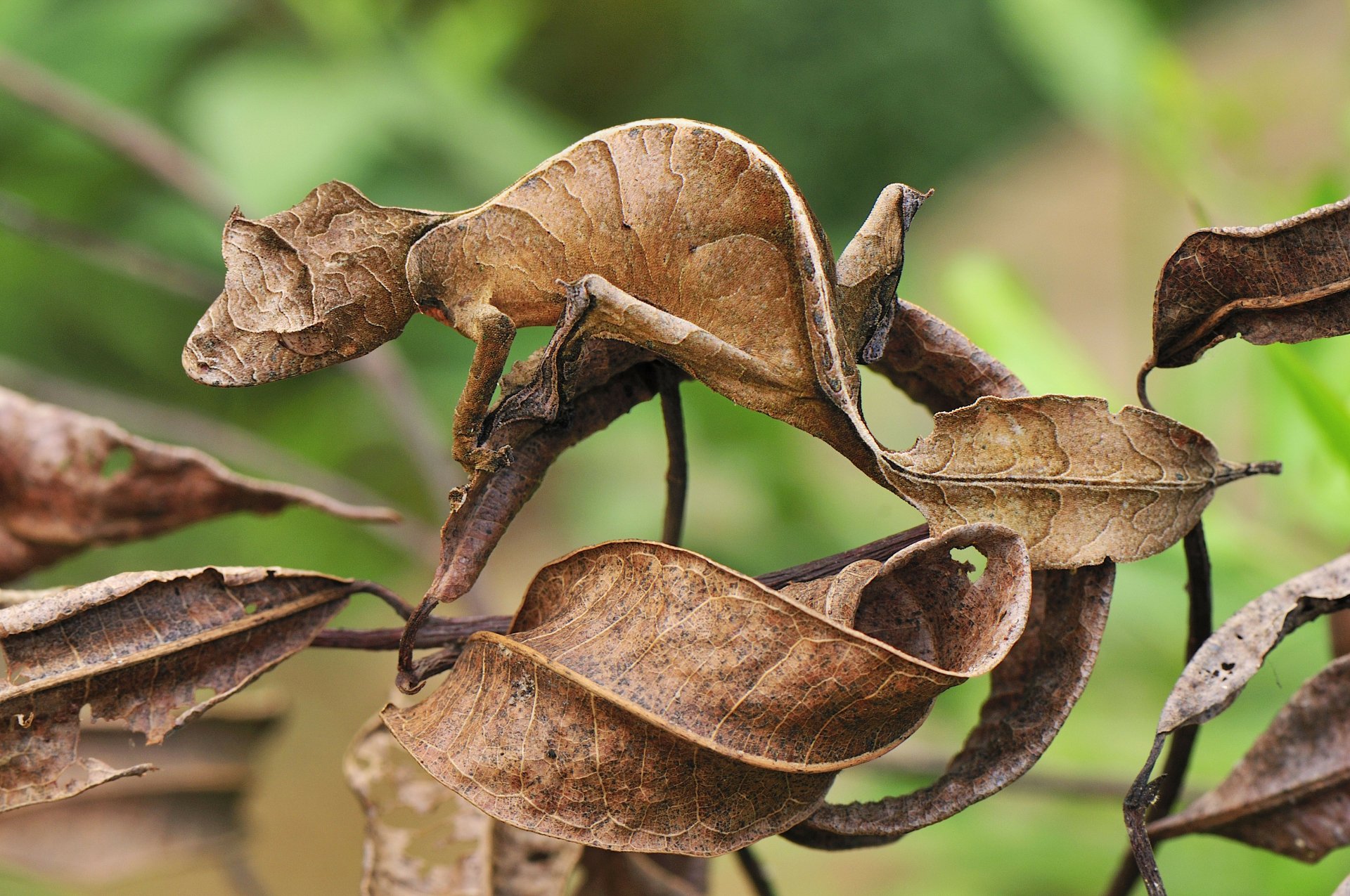 Satanic leaf-tailed gecko animal camouflaged among dried leaves — 4K Ultra HD PC desktop wallpaper/background.