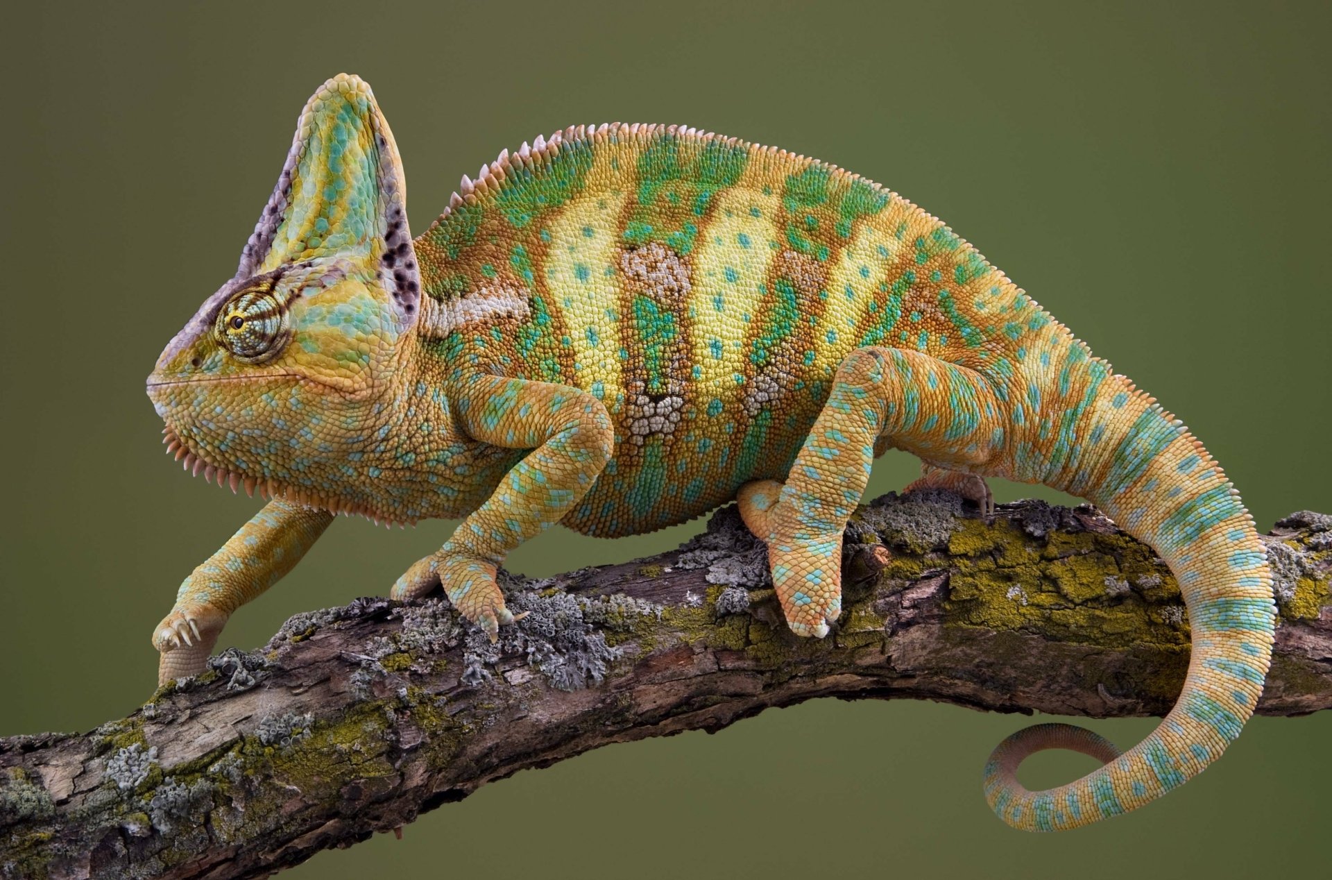 Download Animal Chameleon HD Wallpaper