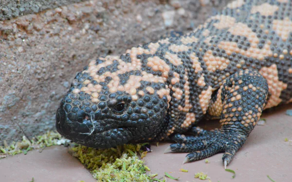 Animal gila monster HD Desktop Wallpaper | Background Image