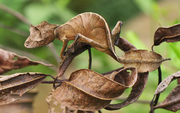 Satanic leaf-tailed gecko animal camouflaged among dried leaves — 4K Ultra HD PC desktop wallpaper/background.