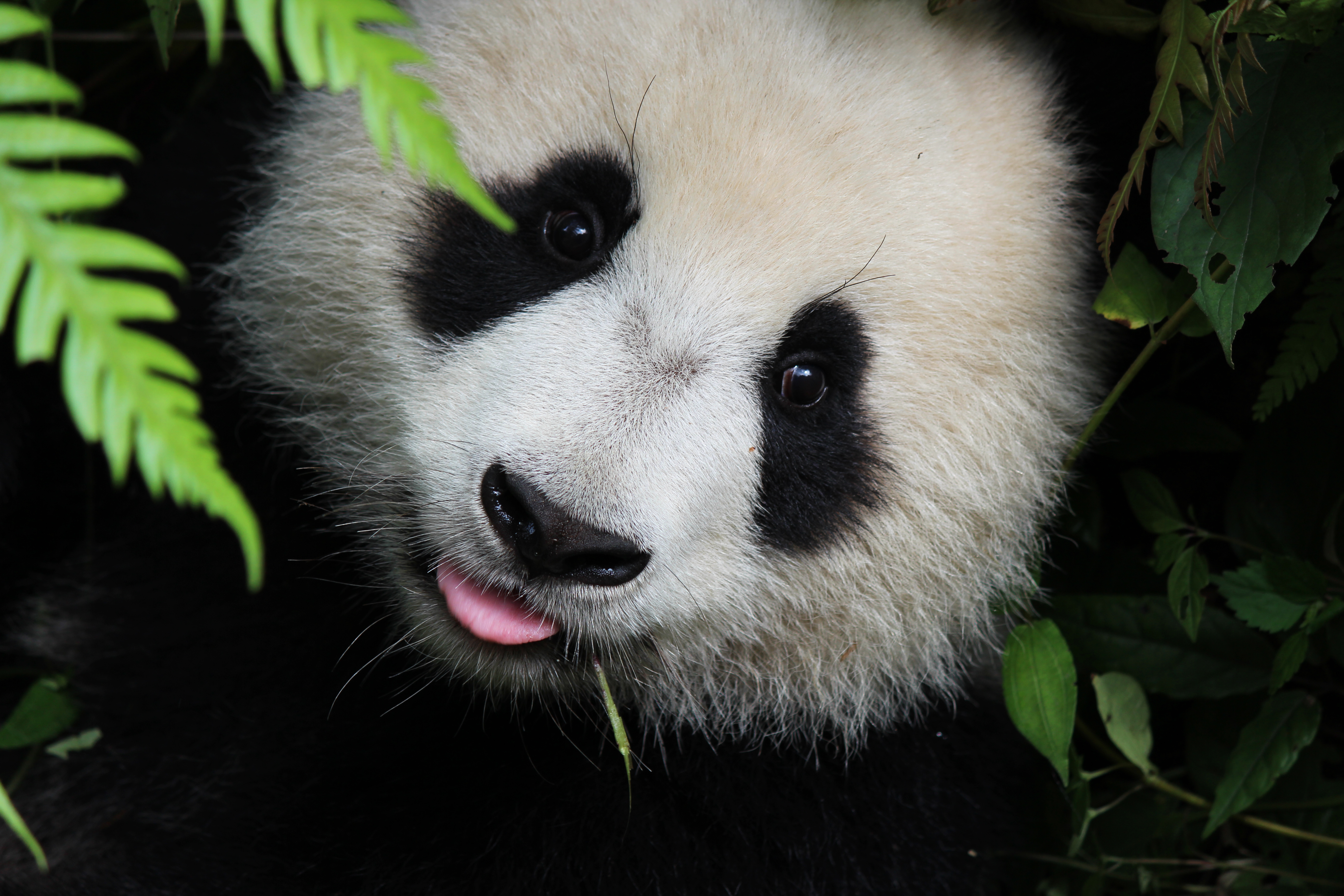cute panda wallpaper 4k APK for Android Download