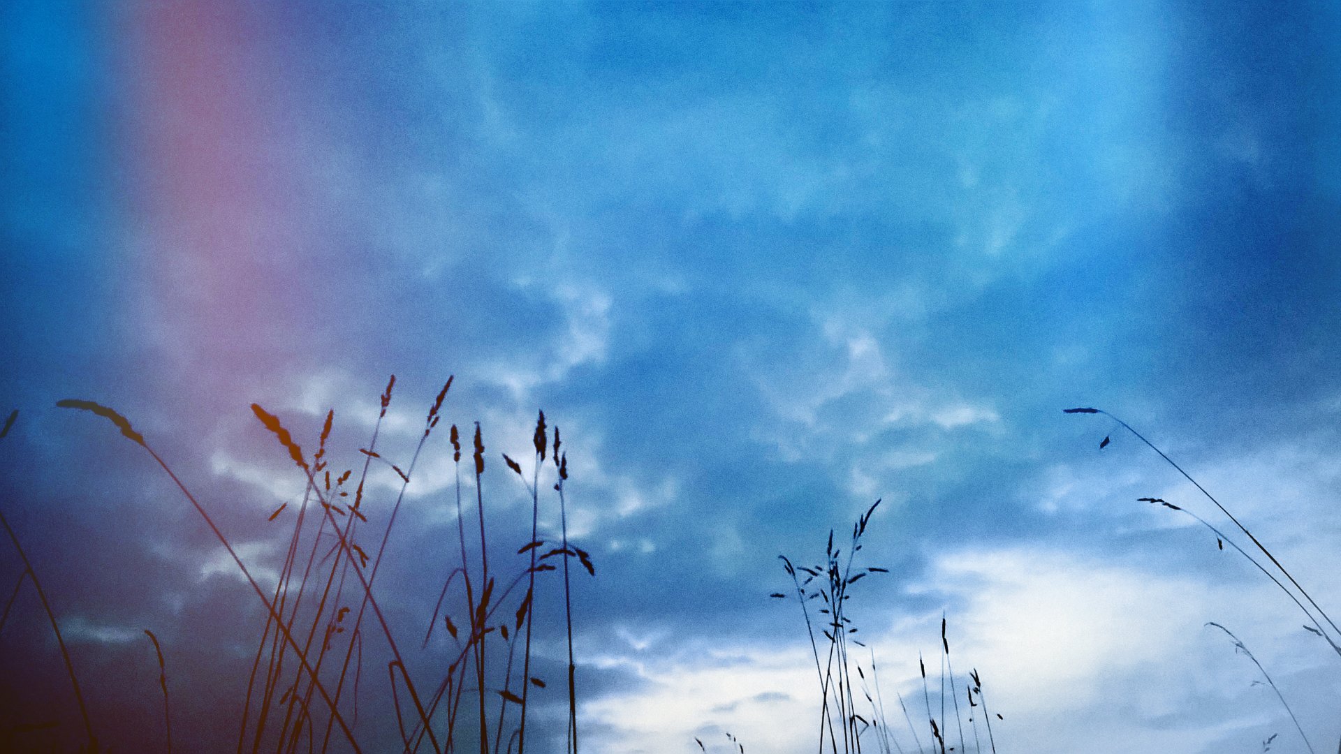 4K Ultra HD desktop wallpaper featuring delicate plants silhouetted against a vibrant blue sky with wispy clouds, showcasing the beauty of nature.