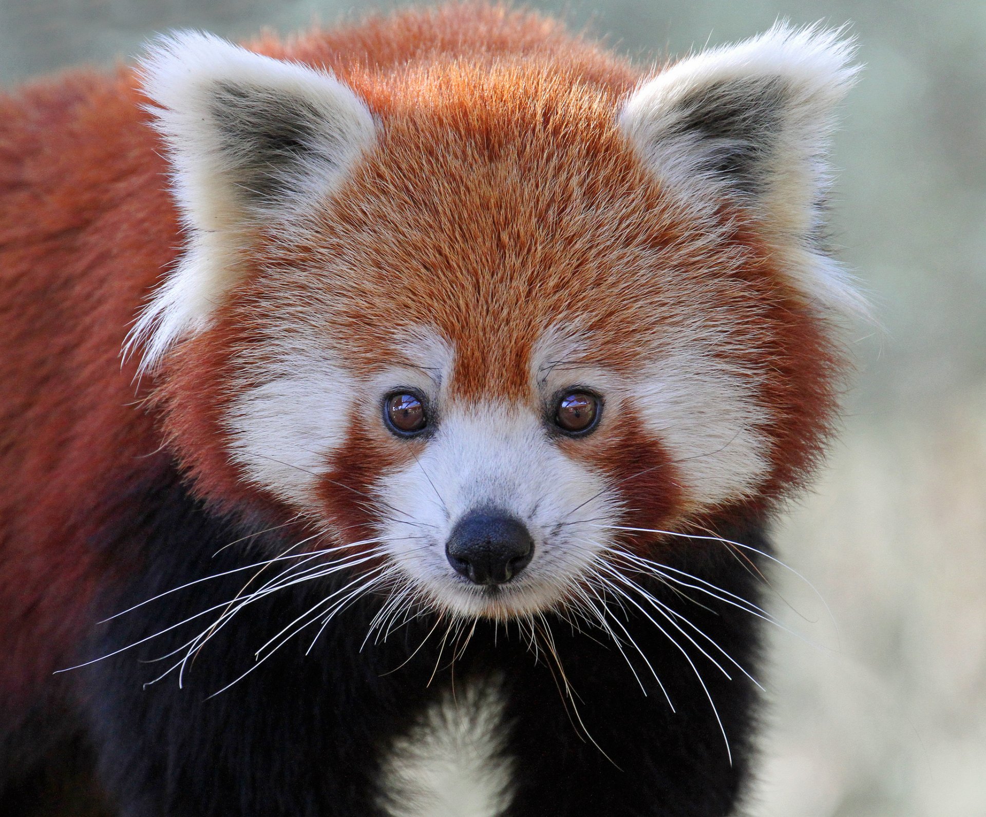 Red Panda Full HD Wallpaper and Background Image | 2048x1697 | ID:650158