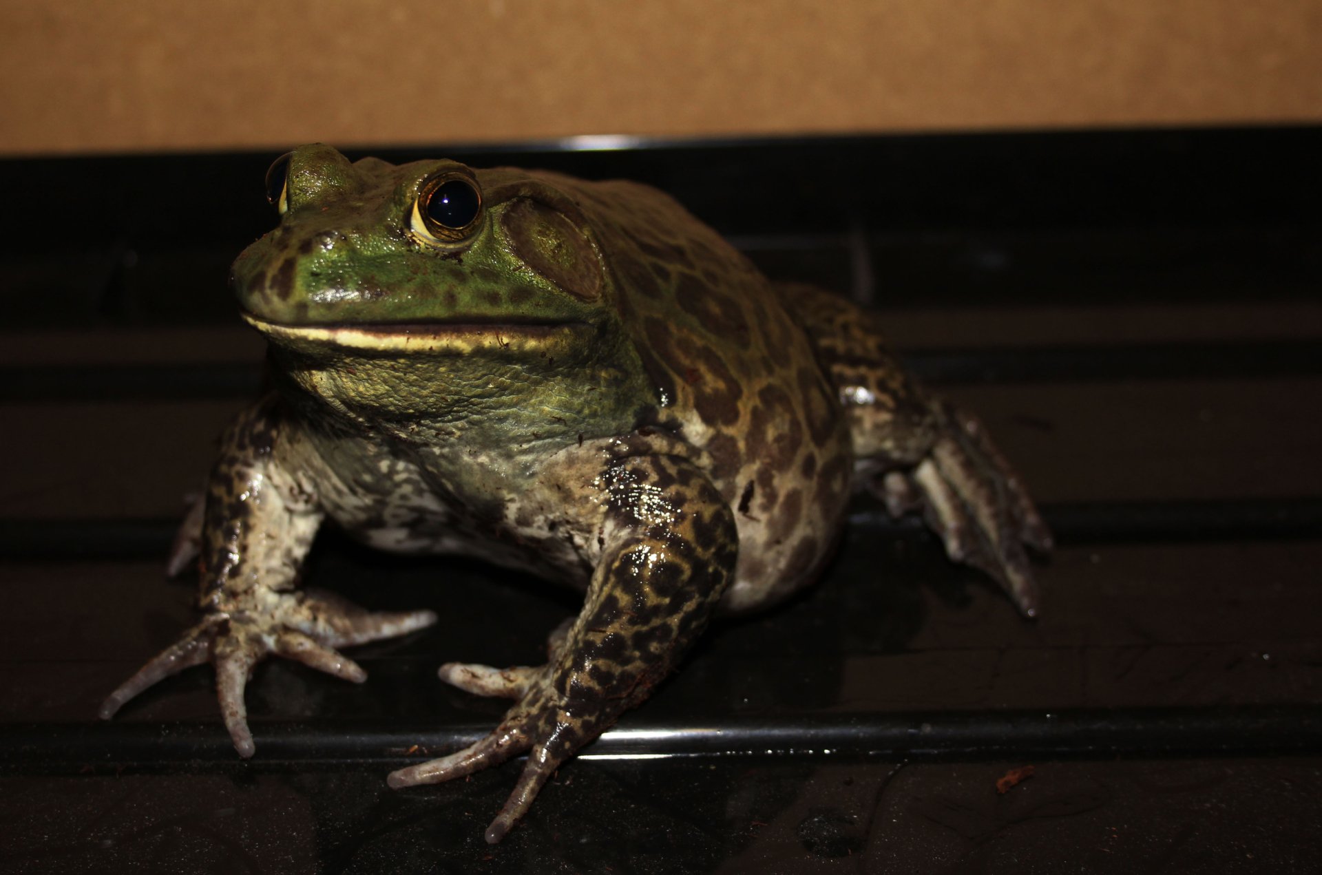 Download Animal Frog 4k Ultra HD Wallpaper | 4440x2940 | Wallpaper Abyss