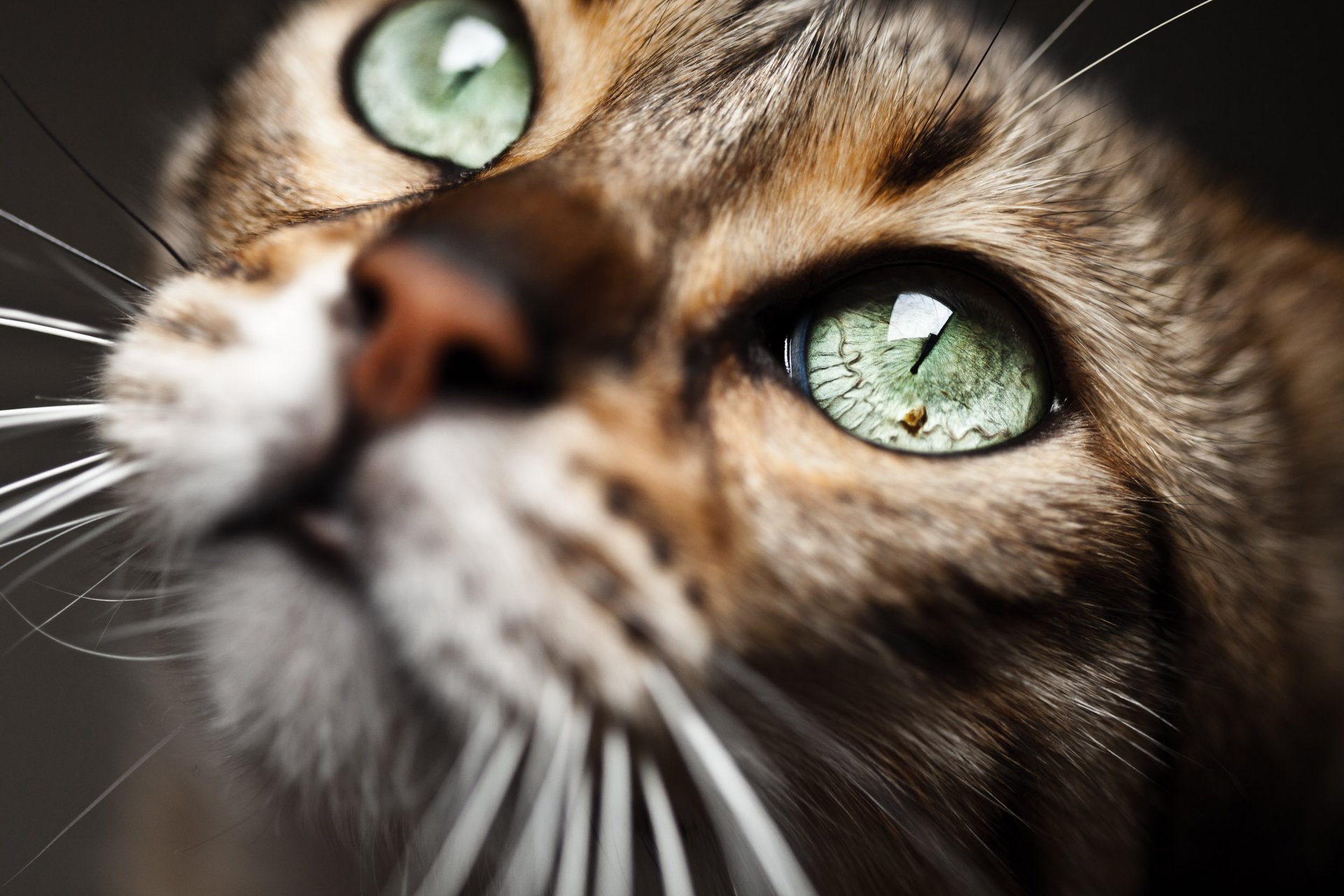 Clicks cats