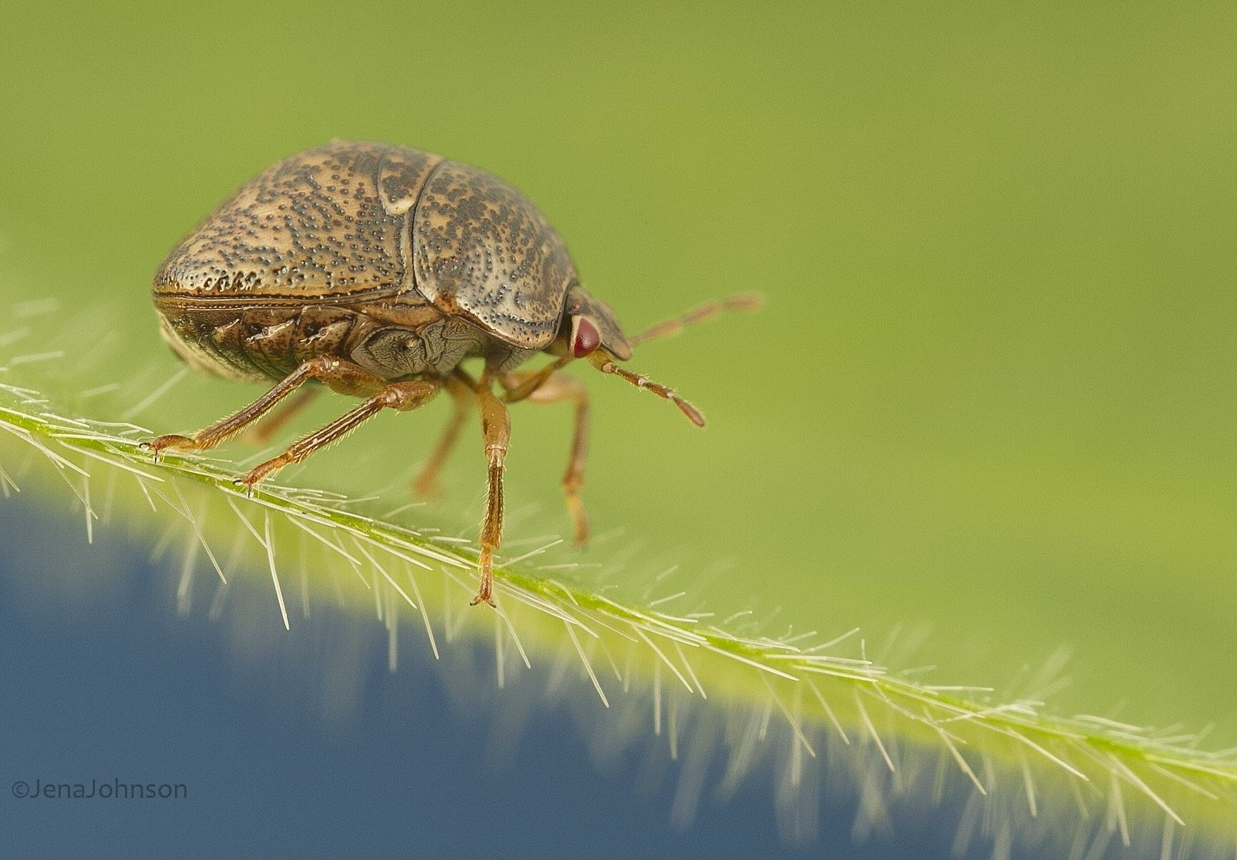 Download Animal Insect Wallpaper