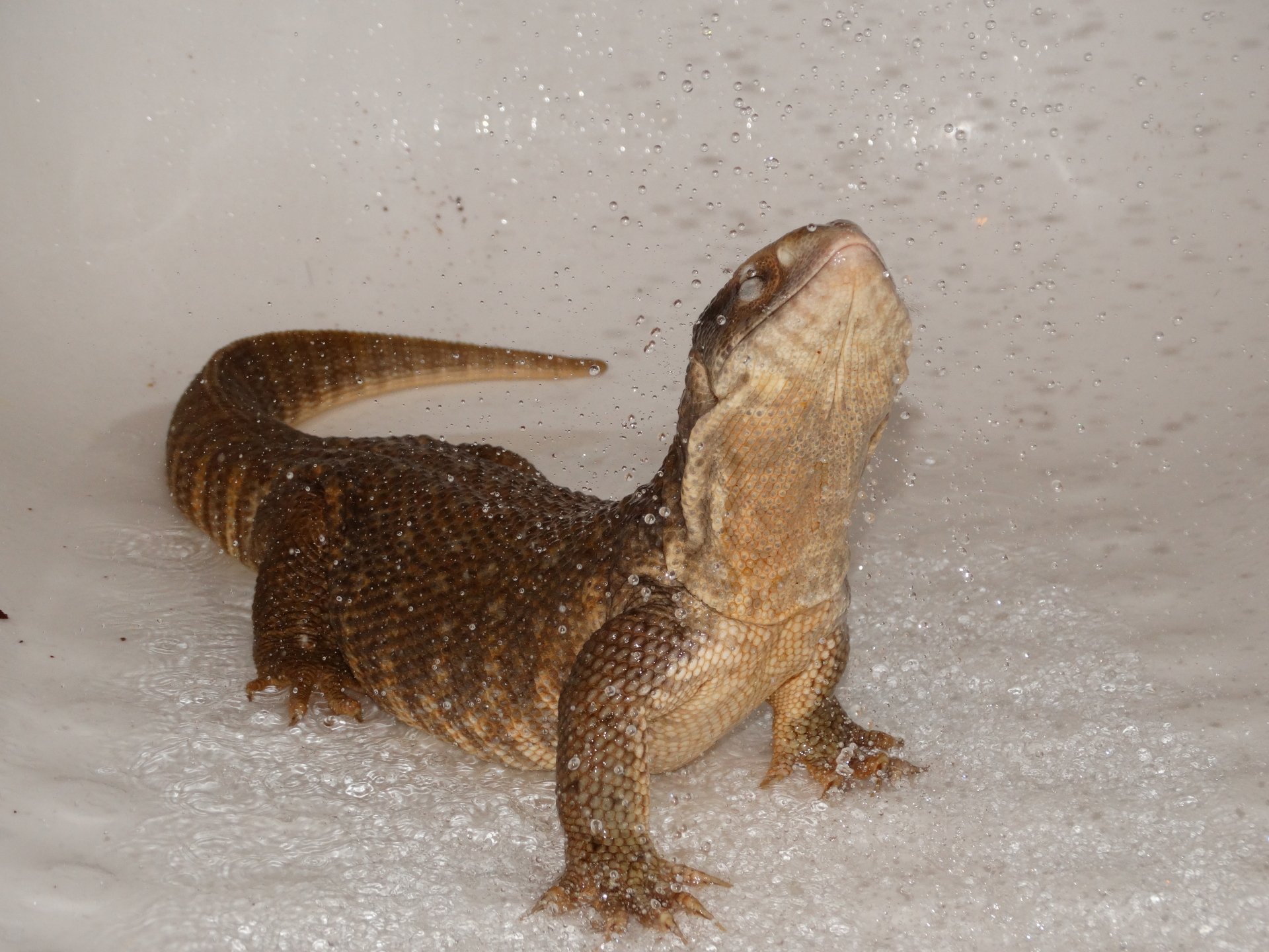 Download Animal Lizard 4k Ultra HD Wallpaper