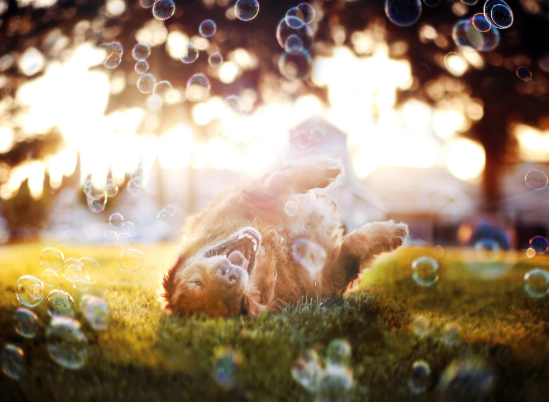 A playful golden retriever rolls on the grass, surrounded by bubbles, with sunlight glistening in the background. This vibrant image serves as an HD desktop wallpaper.