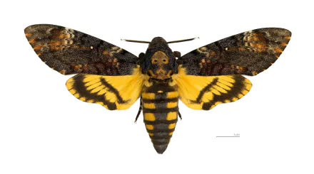 Animal deaths head moth HD Desktop Wallpaper | Background Image