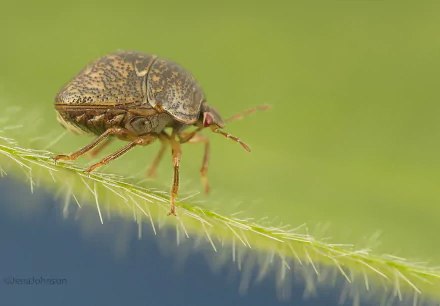 Animal insect HD Desktop Wallpaper | Background Image