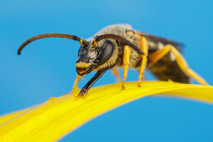 Animal wasp HD Desktop Wallpaper | Background Image