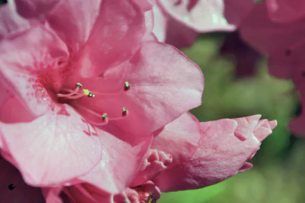 pink flower nature Rhododendron HD Desktop Wallpaper | Background Image