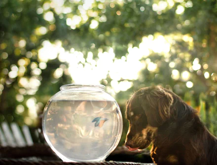 fish fish bowl bokeh dog Animal australian shepherd HD Desktop Wallpaper | Background Image