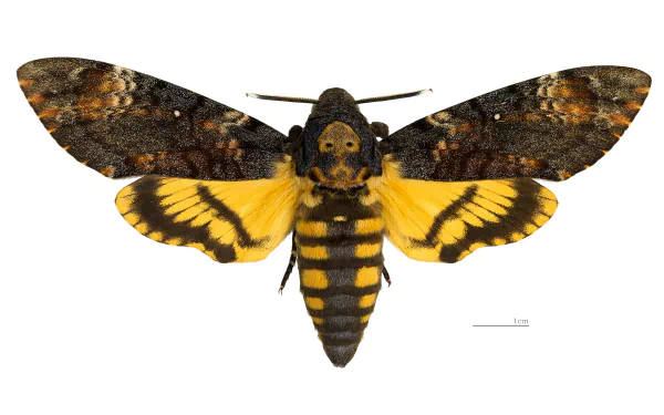 Animal deaths head moth HD Desktop Wallpaper | Background Image