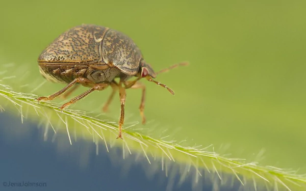 Animal insect HD Desktop Wallpaper | Background Image