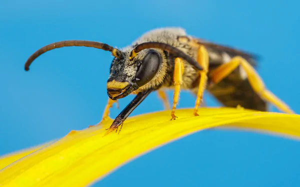 Animal wasp HD Desktop Wallpaper | Background Image