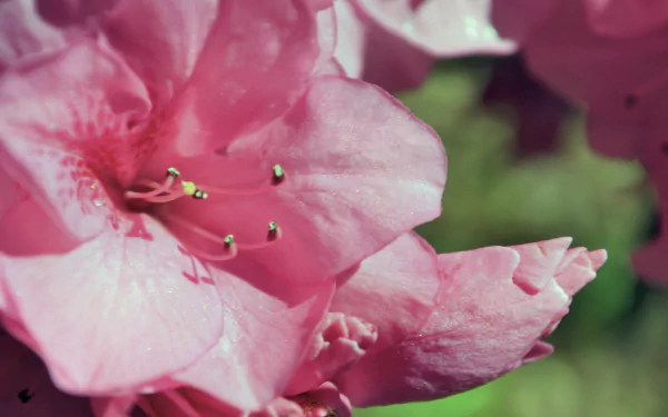 pink flower nature Rhododendron HD Desktop Wallpaper | Background Image