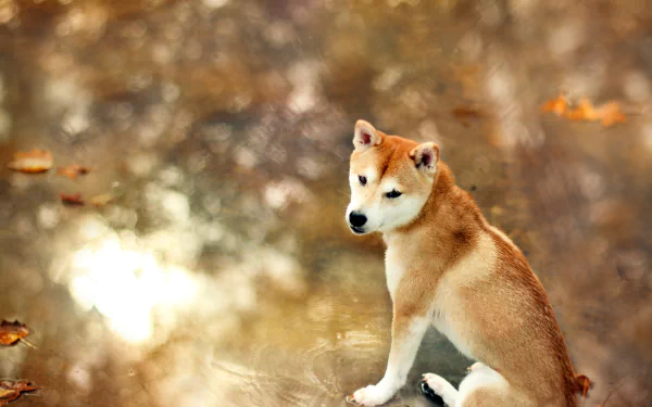 HD PC desktop wallpaper featuring a Shiba Inu dog sitting with a blurred natural background in warm autumn tones.