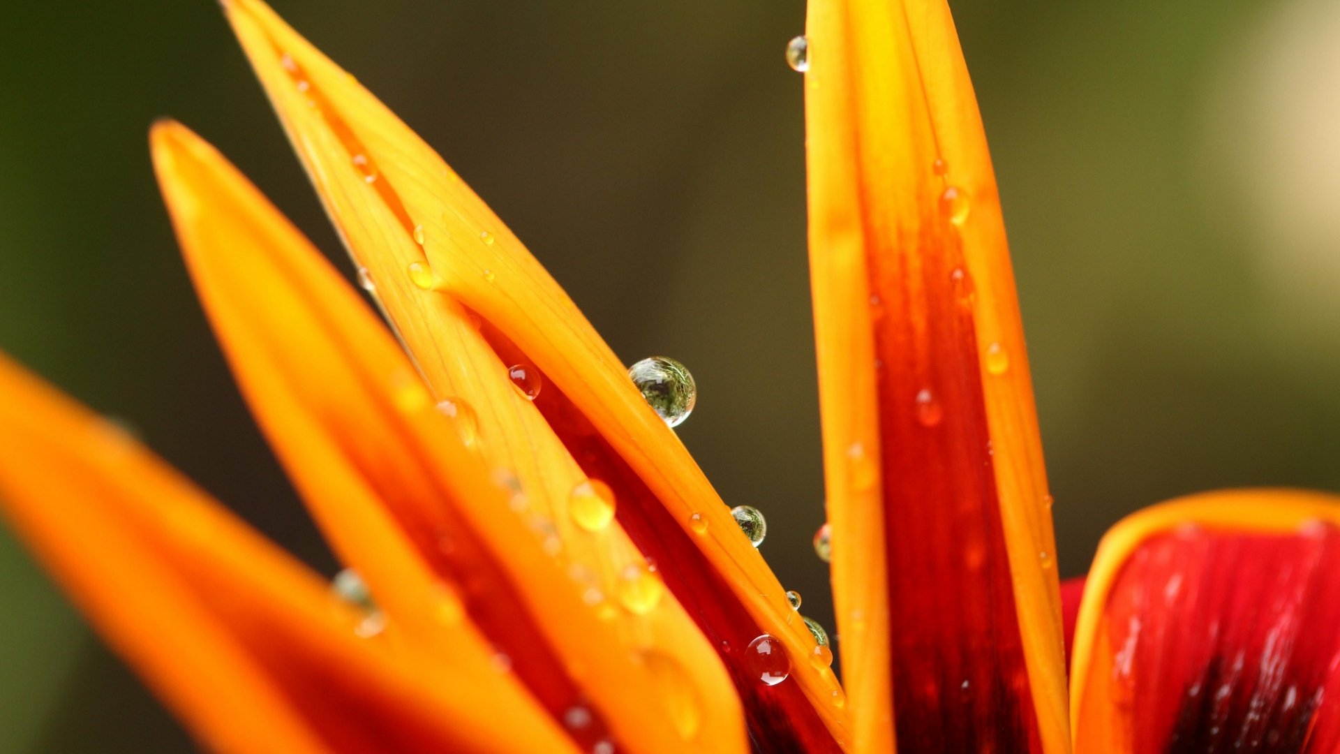 Download Flower Nature Water Drop 4k Ultra HD Wallpaper by Michael Podger