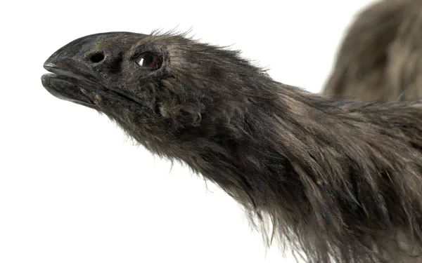 Animal Broad-billed moa HD Desktop Wallpaper | Background Image