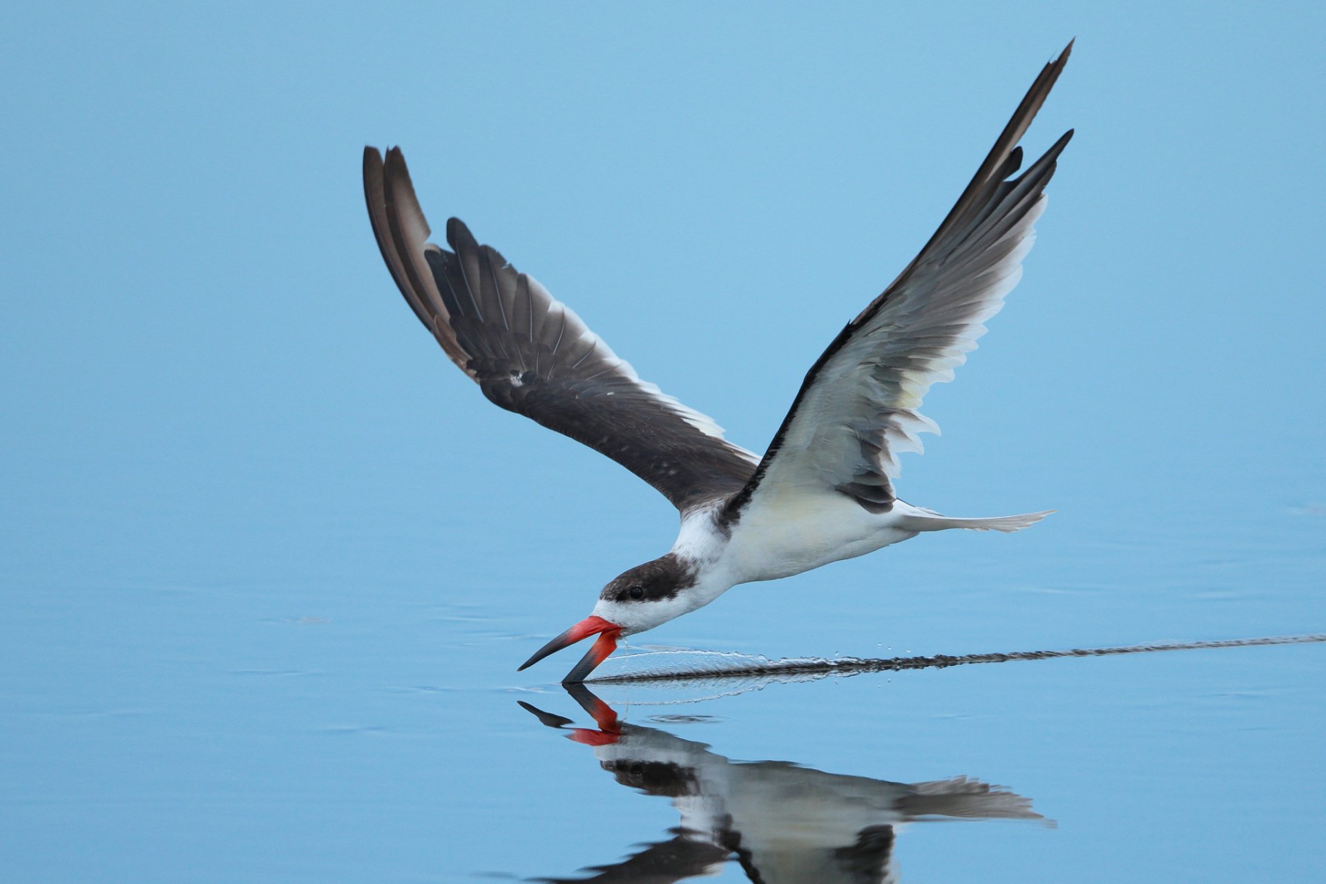 Animal Black Skimmer HD Wallpaper by Hammerchewer